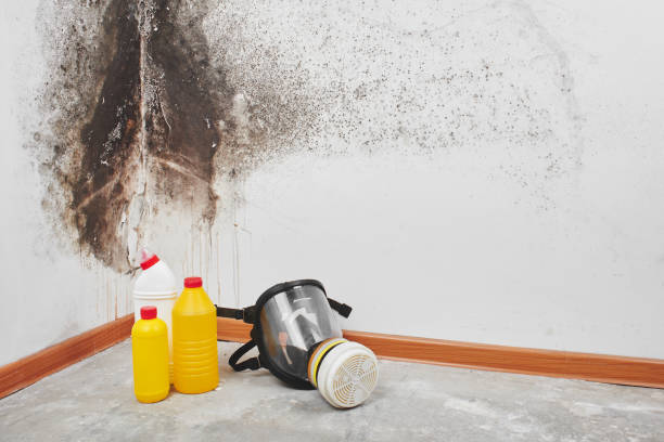 Best Insurance-Related Mold Remediation in Minden, LA