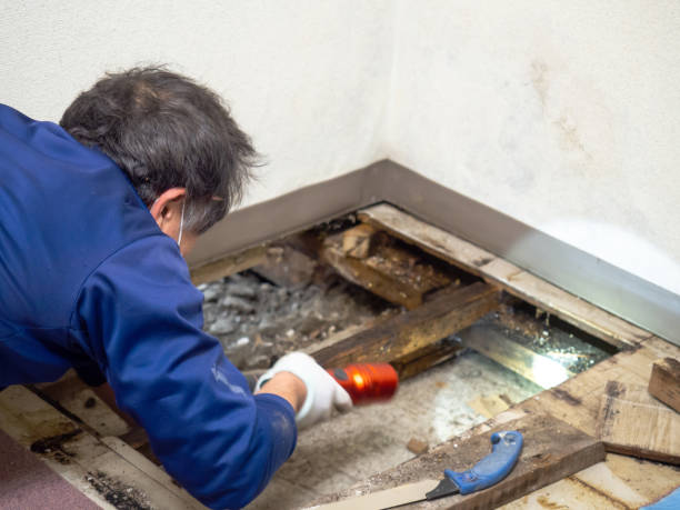 Best DIY Mold Remediation Support Services in Minden, LA
