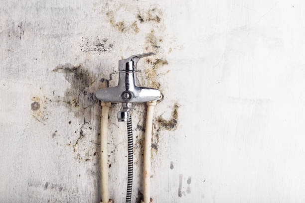 Best Mold Remediation for Schools in Minden, LA