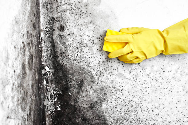 Best Bathroom Mold Remediation in Minden, LA