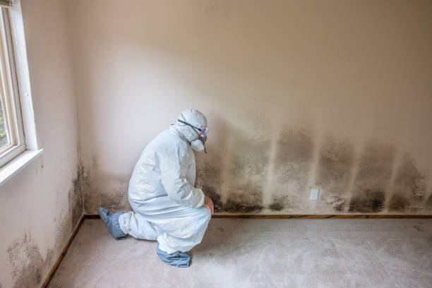 Best Residential Mold Remediation in Minden, LA