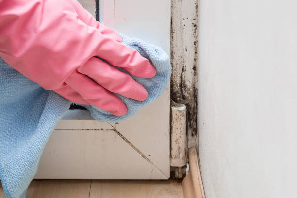 Minden, LA Mold Remediation Company