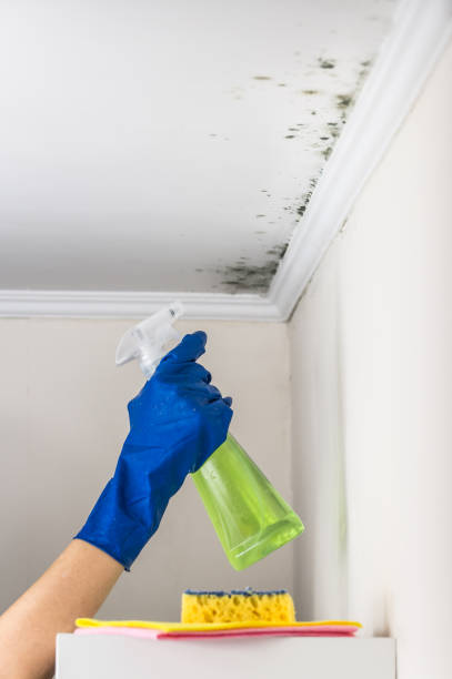 Best Black Mold Remediation in Minden, LA
