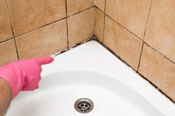 Best Industrial Mold Remediation in Minden, LA